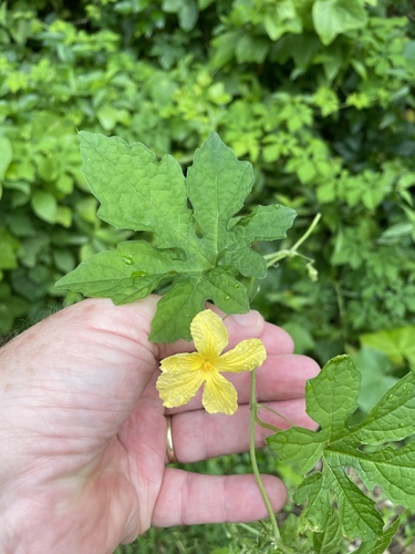 Momordica charantia observed 2022-08-09