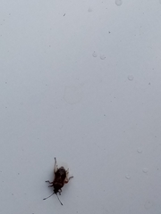 Heteroptera