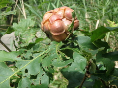 Andricus quercusstrobilanus