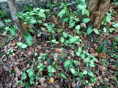Syngonium podophyllum