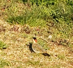 Colaptes melanochloros