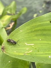 Dufourea novaeangliae