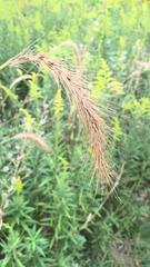 Elymus canadensis