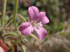 Epilobium