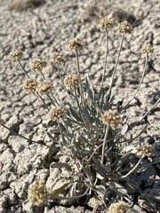 Eriogonum pauciflorum