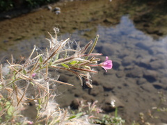 Epilobium