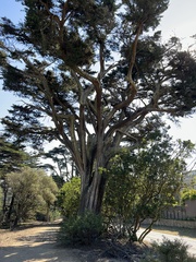 Cupressus