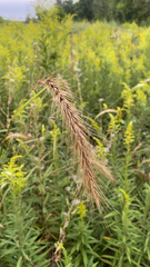 Elymus canadensis