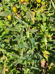 Hypericum ascyron