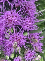 Melissodes trinodis
