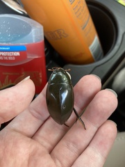 Hydrophilus triangularis