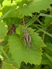 Melanoplus bivittatus