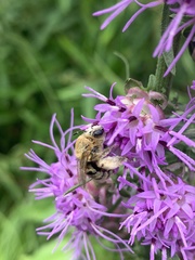 Melissodes trinodis