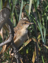 Acrocephalus arundinaceus
