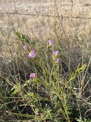 Agalinis aspera