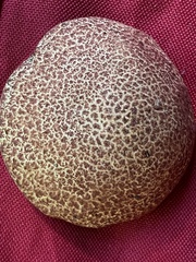 Suillus spraguei