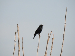 Chrysomus ruficapillus