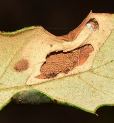Phyllonorycter endryella