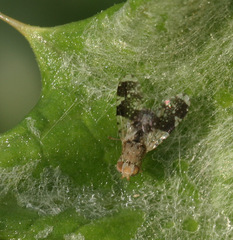 Tephritis formosa