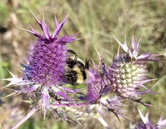 Eryngium leavenworthii