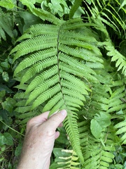 Christella parasitica