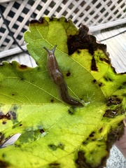 Ambigolimax valentianus