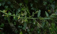 Solidago virgaurea