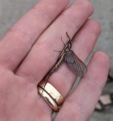 Hexagenia bilineata