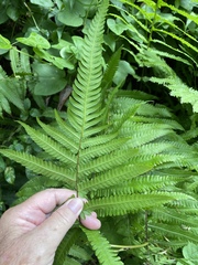 Christella parasitica
