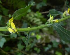 Solidago virgaurea