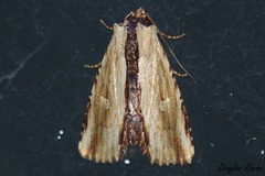 Antachara diminuta
