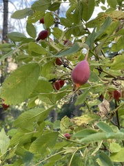 Rosa acicularis
