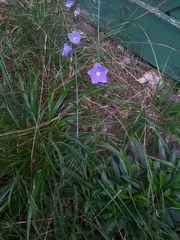 Campanula persicifolia