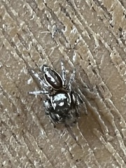 Eris militaris