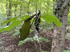 Omphalocera munroei