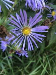 Symphyotrichum puniceum