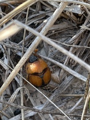 Bolbocerosoma bruneri