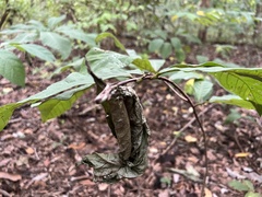 Omphalocera munroei