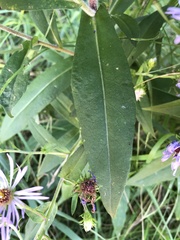 Symphyotrichum puniceum