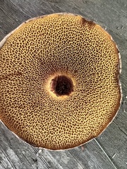 Suillus spraguei