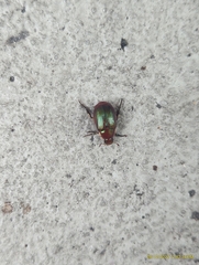 Callistethus marginatus