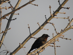 Chrysomus ruficapillus