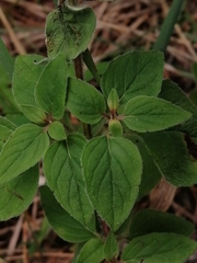 Origanum