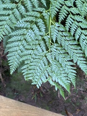Culcita macrocarpa
