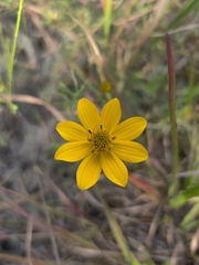 Bidens trichosperma