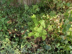 Acer ginnala