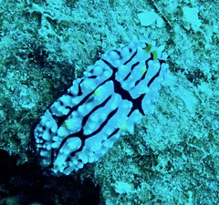 Phyllidia elegans