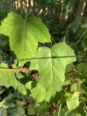 Acer ginnala