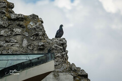 Columba livia