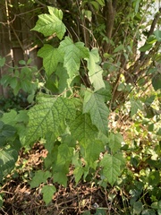 Acer ginnala